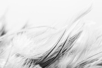 Feather fluffy black and white abstract background 
