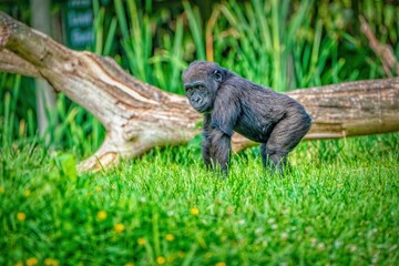 Baby Gorilla