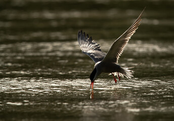 A backlit image of White-cheeked Tern fishing at Tubli bay, Bahrain