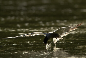 White-cheeked Tern fishing at Tubli bay, Bahrain
