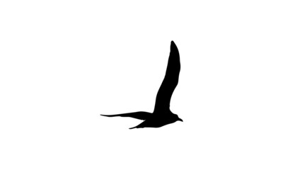 bird icon illustration vector fly