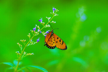 Beautyful Butterfly on Flower HD image