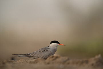 White-cheeked Tern waiting for her mate at Tubli bay, Bahrain