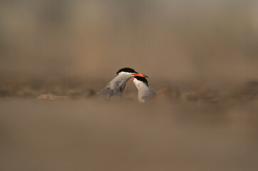 A pair of White-cheeked Tern at the coast of Tubli, Bahrain