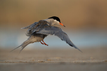 White-cheeked Tern shaking water out from its wings at Asker marsh, Bahrain
