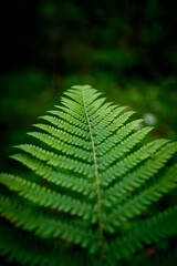 ferns in Sandwald, Linthal Glarus