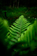 ferns in Sandwald, Linthal Glarus