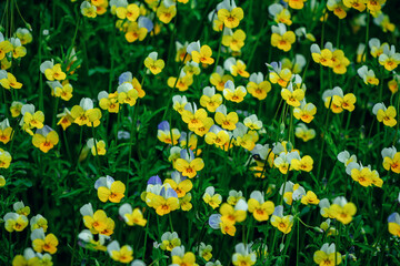 Beautiful yellow and blue wild viola tricolor flowers growing on the meadow. Spring nature. 