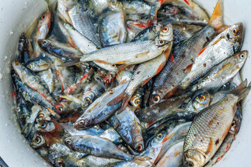 Just caught small crucians in a bucket. Fresh fish. Fishing.