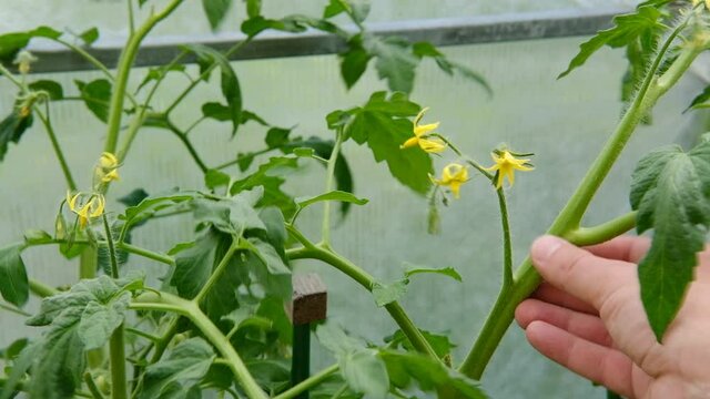 The gardener taps his hand on a branch with blooming tomato flowers in order to accelerate their pollination and fruit setting.