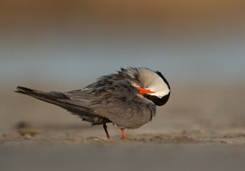 Closeup of a White-cheeked Tern preening at Asker marsh, Bahrain