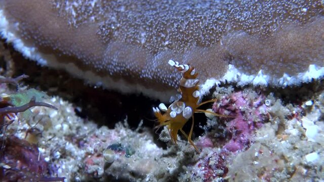 
Amboin Shrimp (Thor amboinensis) - Close Up - Philippines