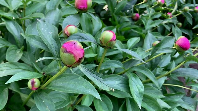 flower peony, unopened burgeon