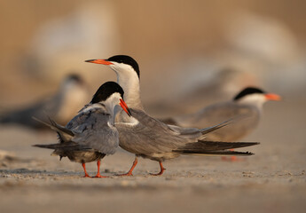 White-cheeked Tern pair at Asker marsh, Bahrain
