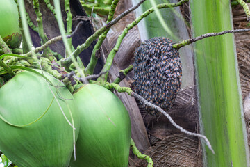 Bee live in groups in nests on coconut trees.