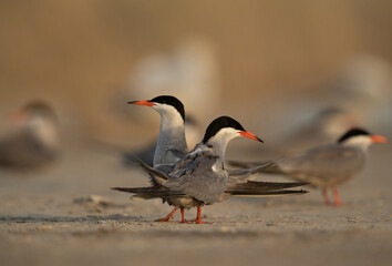 A pair of White-cheeked Tern at Asker marsh, Bahrain