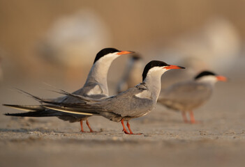 White-cheeked Terns in the morning hours at Asker marsh, Bahrain