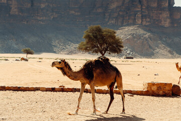 Scenic view of Wadi Rum Desert in Jordan. Wadi Rum Desert landscape.