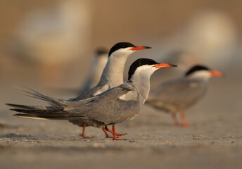Eye level shot of White-cheeked Terns at Asker marsh, Bahrain