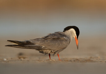A portrait of a White-cheeked Tern at Asker marsh, Bahrain
