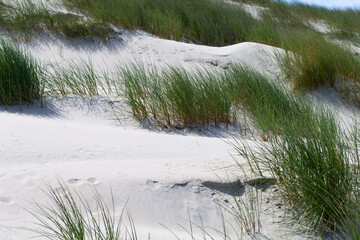 The photo shows a dune with beach grass on the North Sea island Baltrum