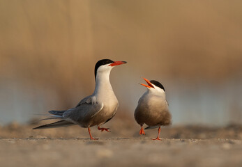 A White-cheeked Tern with his mate at Asker marsh, Bahrain
