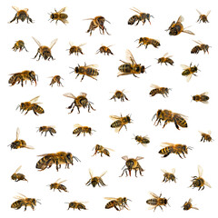 bee, Set of bees or honeybees in Latin Apis Mellifera, european or western honey bee isolated on the white background