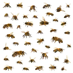 Deurstickers bee, Set of bees or honeybees in Latin Apis Mellifera, european or western honey bee isolated on the white background © Daniel Prudek