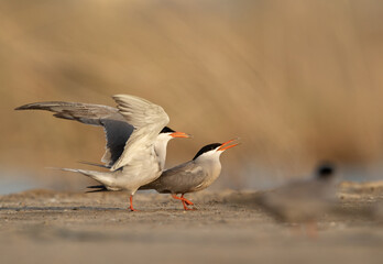 A mating pair of White-cheeked Tern at Asker marsh, Bahrain