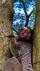lemur on tree
