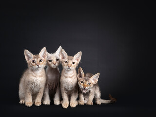 Fototapeta na wymiar Row of 4 LaPerm longhair kittens, sitting beside each other. All looking towards camera an one meowing. Isolated on a black background.