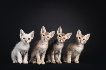 Row of 4 LaPerm longhair kittens, sitting beside each other. All looking towards camera. Isolated...