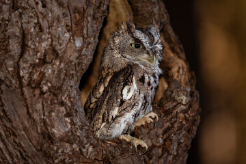 Eastern Screech Owl