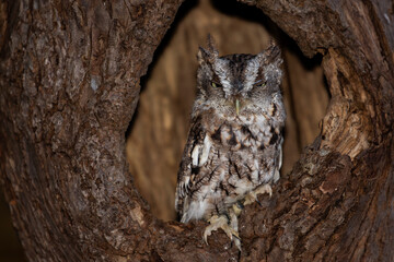 Eastern Screech Owl