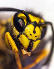 European common wasp Vespula Vulgaris