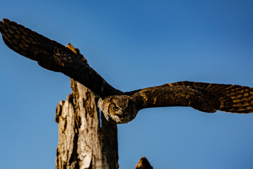 Great Horned Owl in Flight