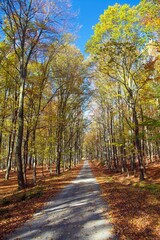 Fototapeta premium Autumn forest road in deciduous beech woodland