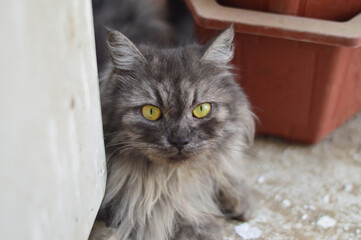 Closeup shot of a domestic long-haired cat