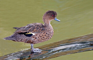Sunda Teal, Anas gibberifrons, perched on a log