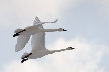 Pair of Trumpeter Swan, Cygnus buccinator, in flight