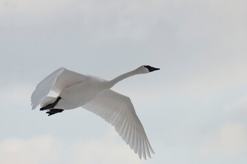 Trumpeter Swan, Cygnus buccinator, in flight