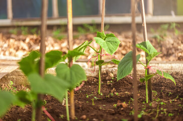 young green cucumber sprouts in the greenhouse