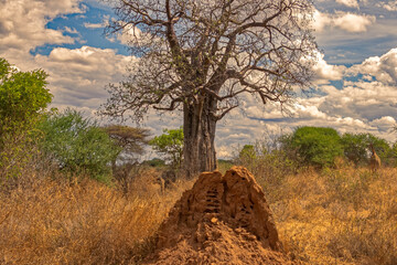 Tanzania, Serengeti park – Giraffe. - obrazy, fototapety, plakaty
