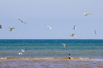 Group of seagulls and common tern birds flying over a seashore