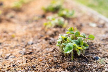Strawberry seedlings grow in the home garden