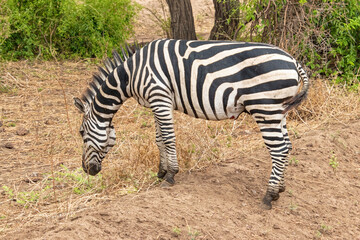 Fototapeta na wymiar Tanzania, Serengeti park – Zebra.