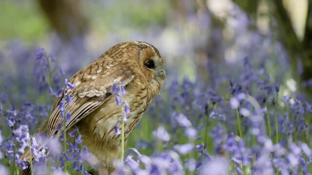 Tawny Owl Perched in the Bluebells