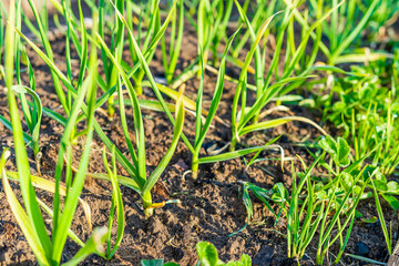 Young green homemade garlic growing in a home garden in spring