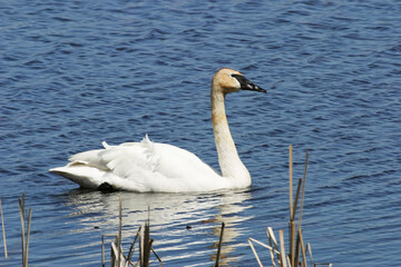 Tundra Swan, Cygnus columbianus, swimming in wetlands