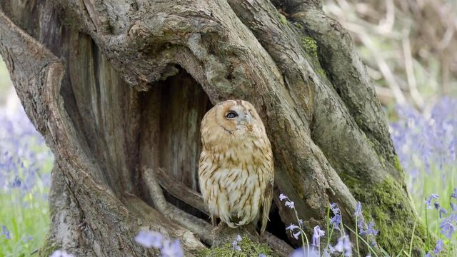 Tawny Owl Perched in the Bluebells